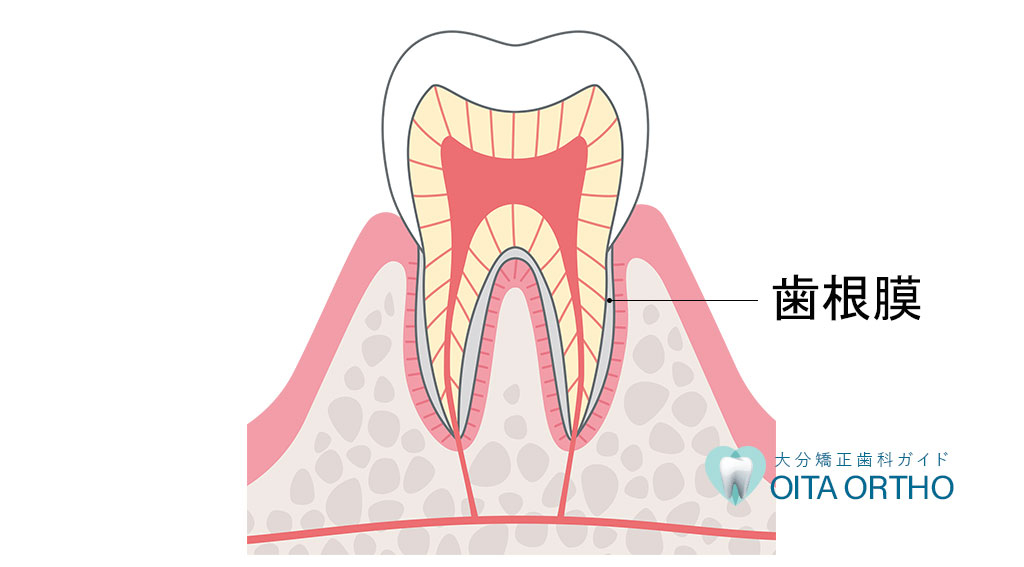歯根 膜 と は